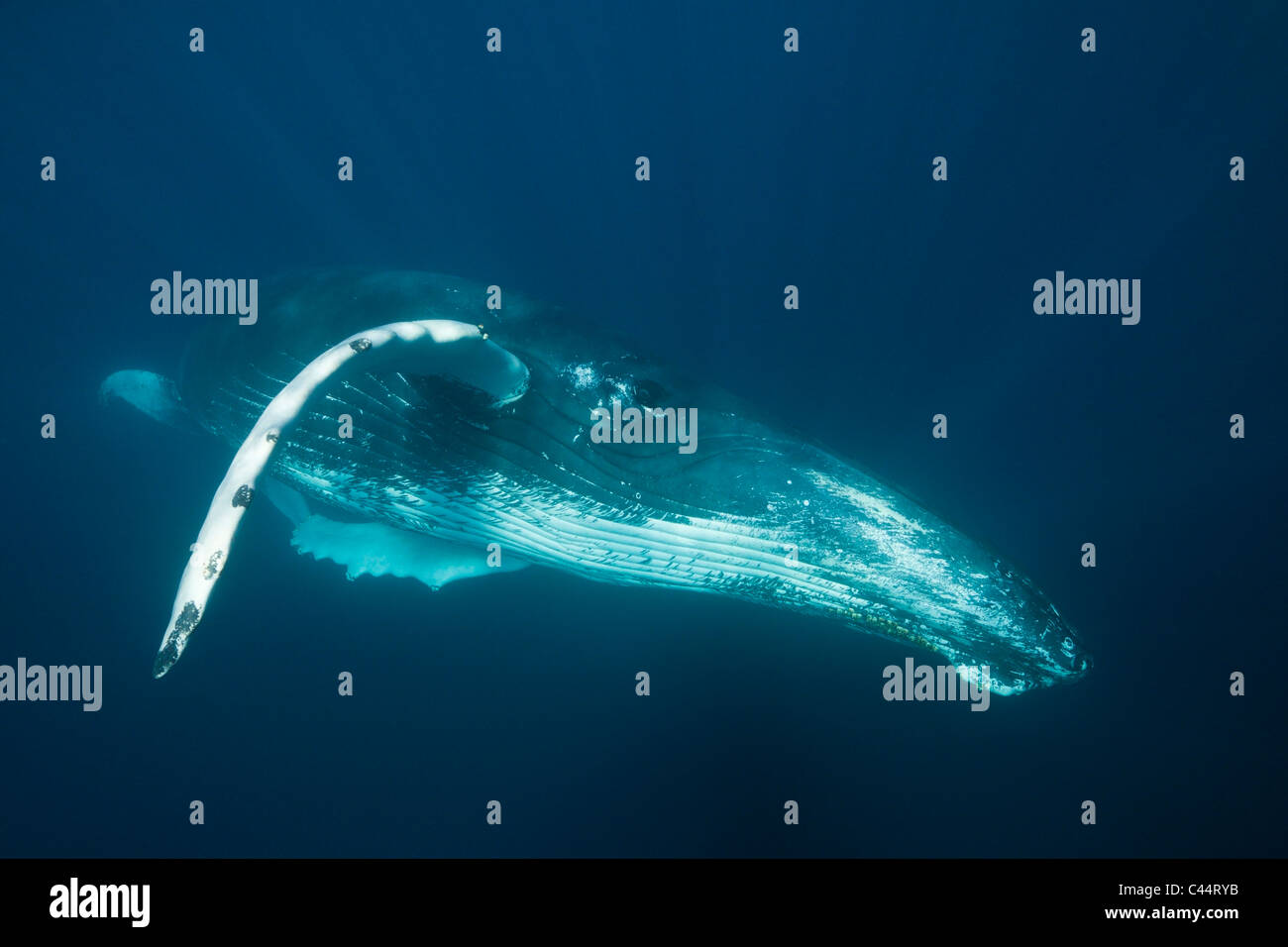 Humpback Whale, Megaptera novaeangliae, Banca d'argento, Oceano Atlantico, Repubblica Dominicana Foto Stock