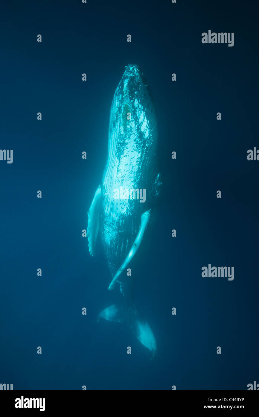 Humpback Whale, Megaptera novaeangliae, Banca d'argento, Oceano Atlantico, Repubblica Dominicana Foto Stock