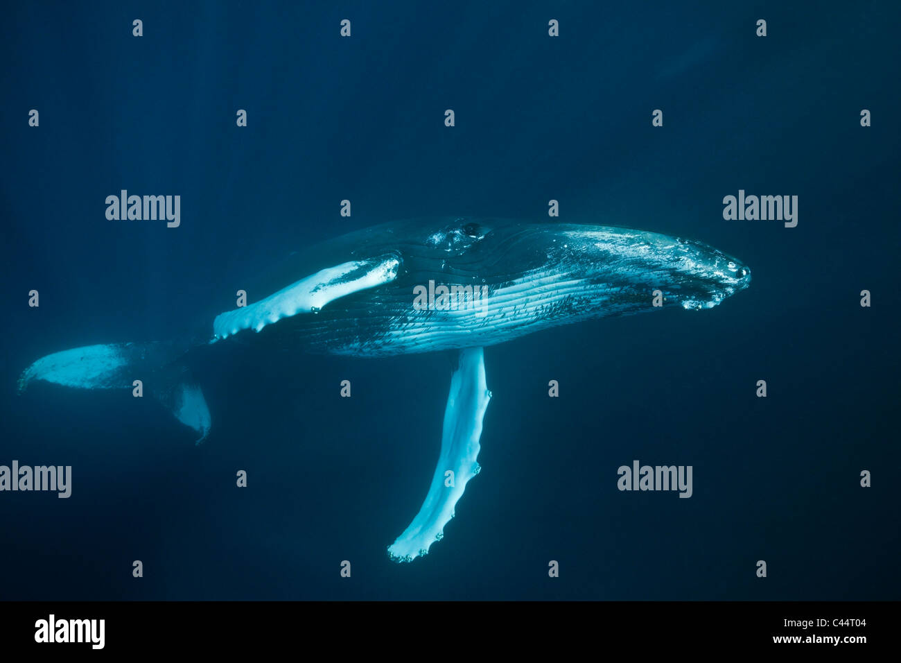 Humpback Whale, Megaptera novaeangliae, Banca d'argento, Oceano Atlantico, Repubblica Dominicana Foto Stock