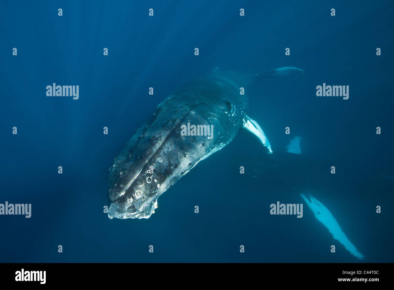 Humpback Whale, Megaptera novaeangliae, Banca d'argento, Oceano Atlantico, Repubblica Dominicana Foto Stock