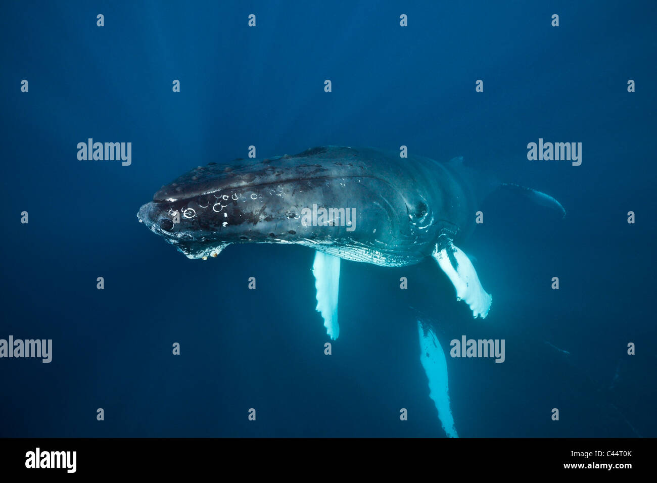 Humpback Whale, Megaptera novaeangliae, Banca d'argento, Oceano Atlantico, Repubblica Dominicana Foto Stock