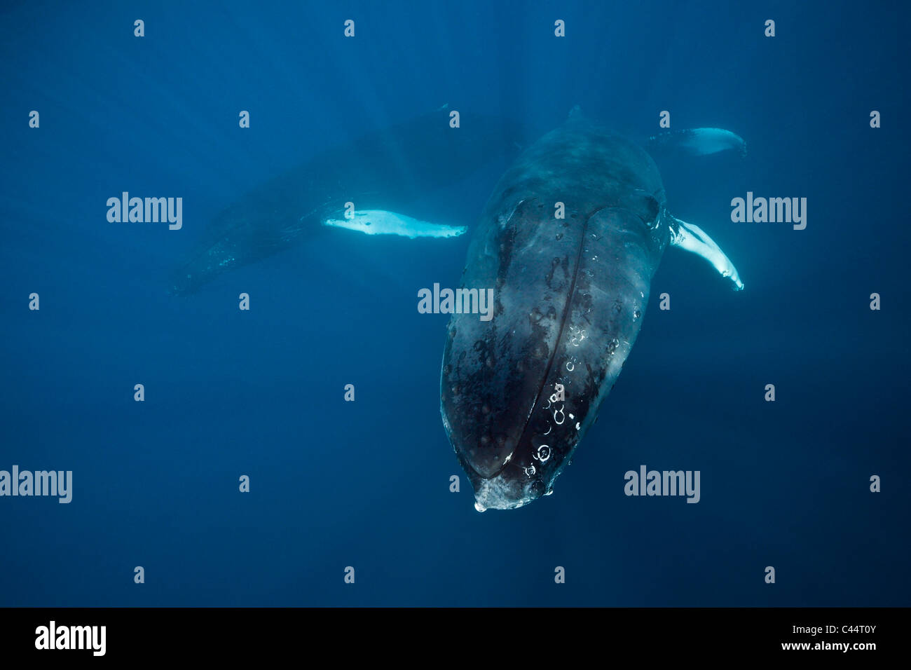 Humpback Whale, Megaptera novaeangliae, Banca d'argento, Oceano Atlantico, Repubblica Dominicana Foto Stock
