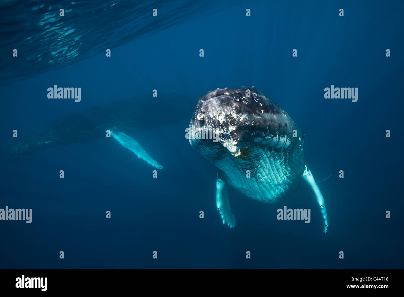 Humpback Whale, Megaptera novaeangliae, Banca d'argento, Oceano Atlantico, Repubblica Dominicana Foto Stock