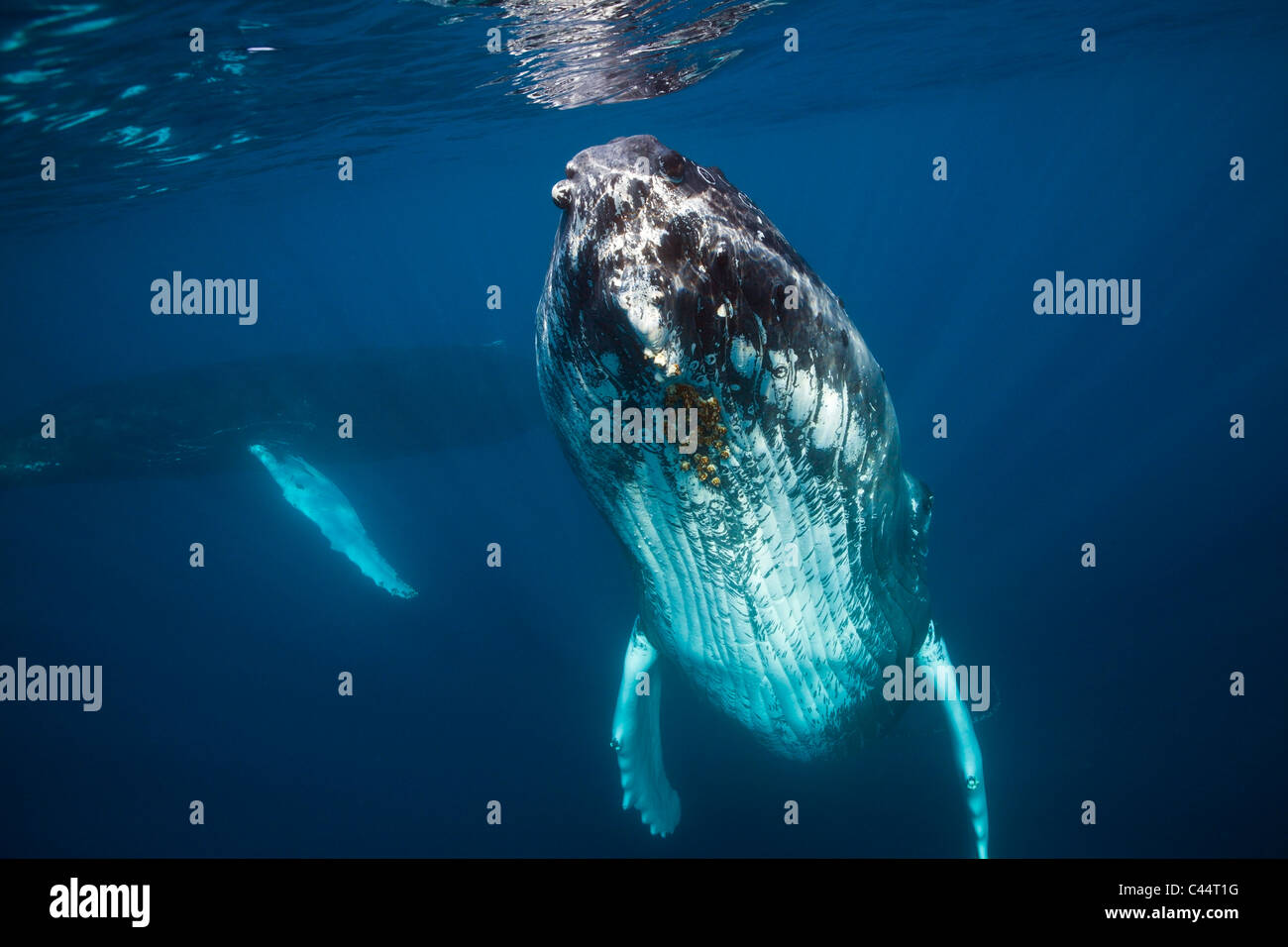 Humpback Whale, Megaptera novaeangliae, Banca d'argento, Oceano Atlantico, Repubblica Dominicana Foto Stock