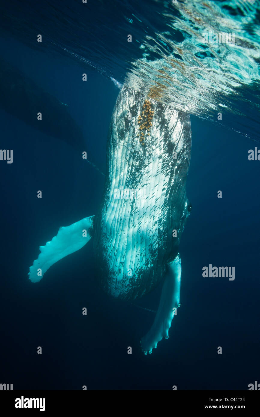 Humpback Whale, Megaptera novaeangliae, Banca d'argento, Oceano Atlantico, Repubblica Dominicana Foto Stock