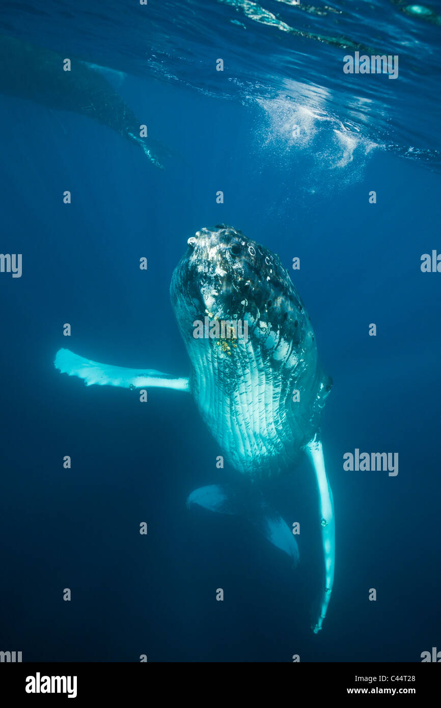 Humpback Whale, Megaptera novaeangliae, Banca d'argento, Oceano Atlantico, Repubblica Dominicana Foto Stock