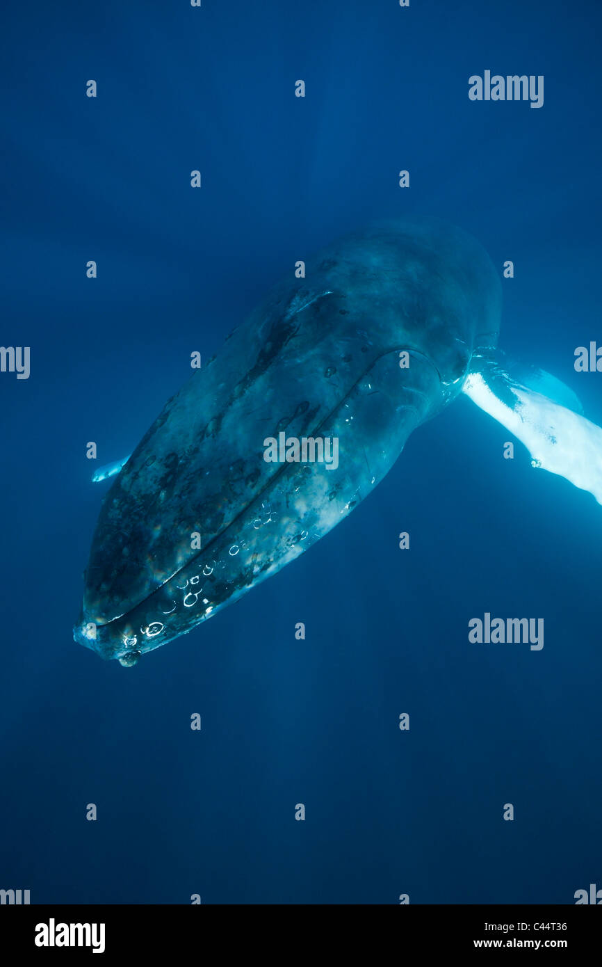 Humpback Whale, Megaptera novaeangliae, Banca d'argento, Oceano Atlantico, Repubblica Dominicana Foto Stock
