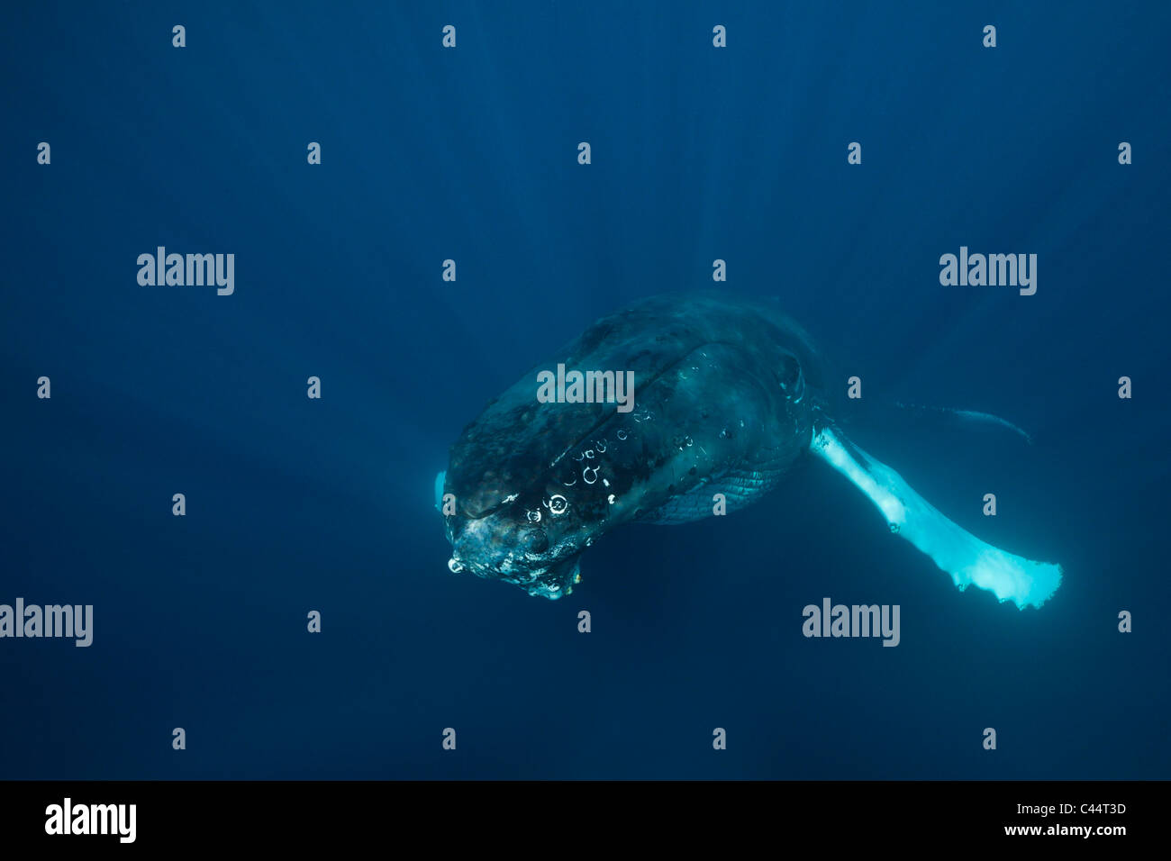 Humpback Whale, Megaptera novaeangliae, Banca d'argento, Oceano Atlantico, Repubblica Dominicana Foto Stock