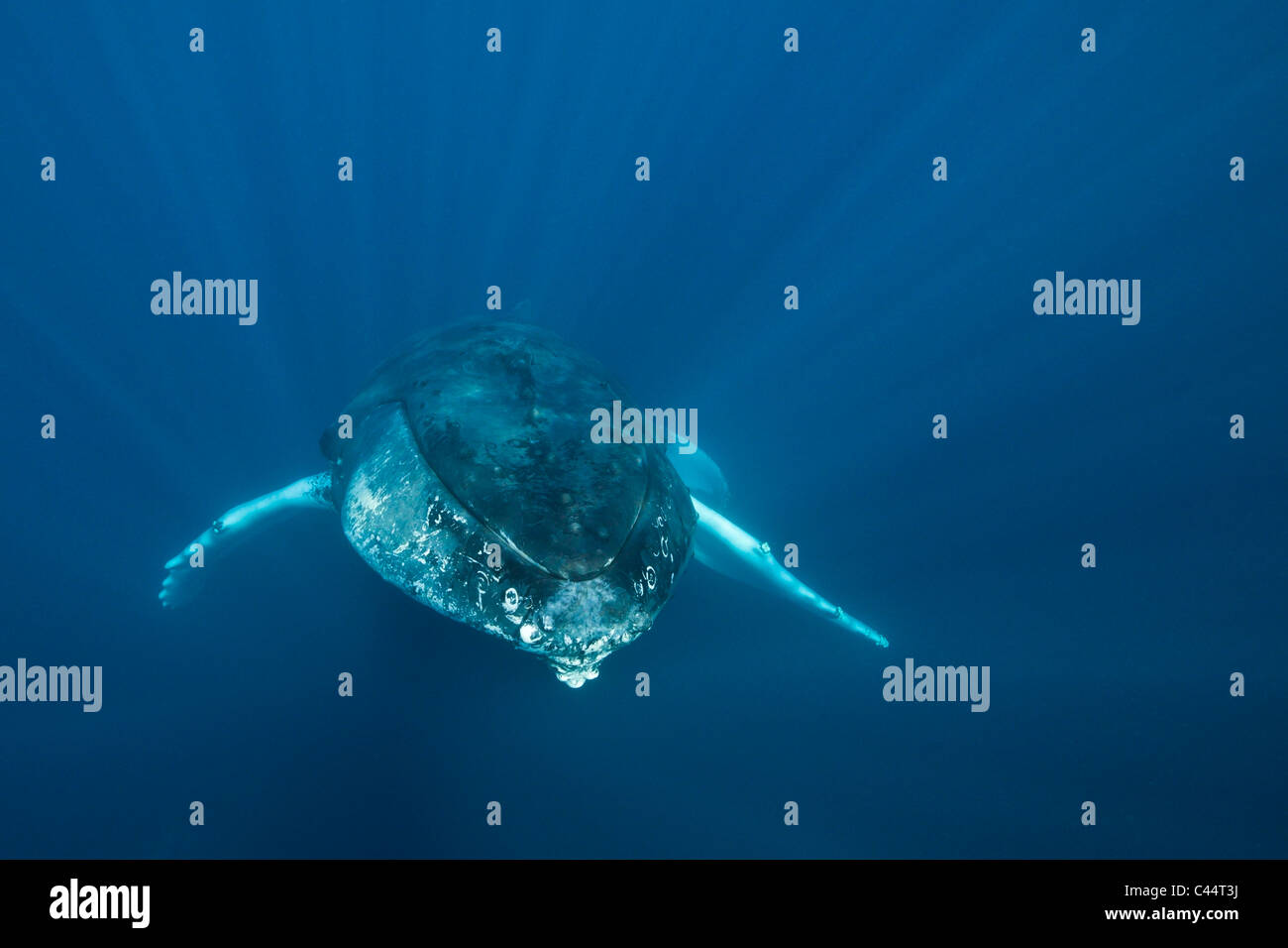 Humpback Whale, Megaptera novaeangliae, Banca d'argento, Oceano Atlantico, Repubblica Dominicana Foto Stock