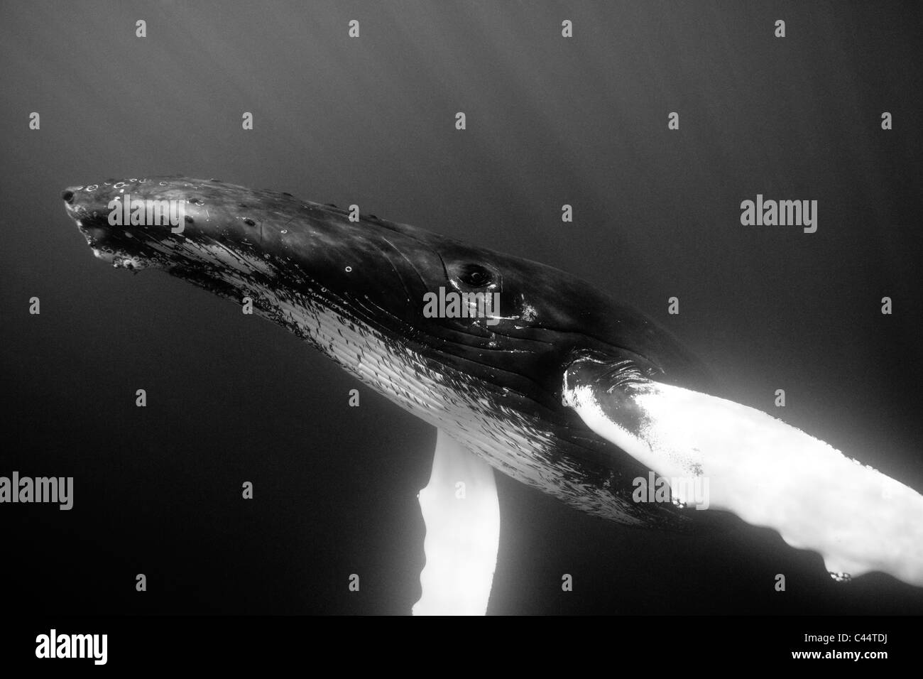 Humpback Whale, Megaptera novaeangliae, Banca d'argento, Oceano Atlantico, Repubblica Dominicana Foto Stock