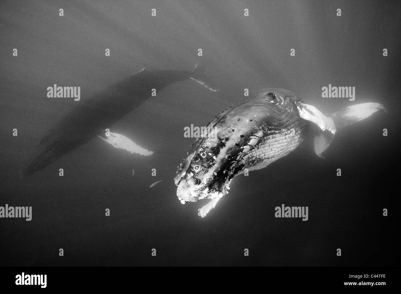 Humpback Whale, Megaptera novaeangliae, Banca d'argento, Oceano Atlantico, Repubblica Dominicana Foto Stock