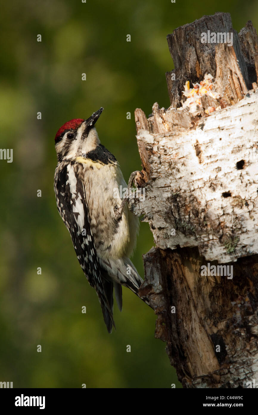 A becco giallo sapsucker - femmina Foto Stock