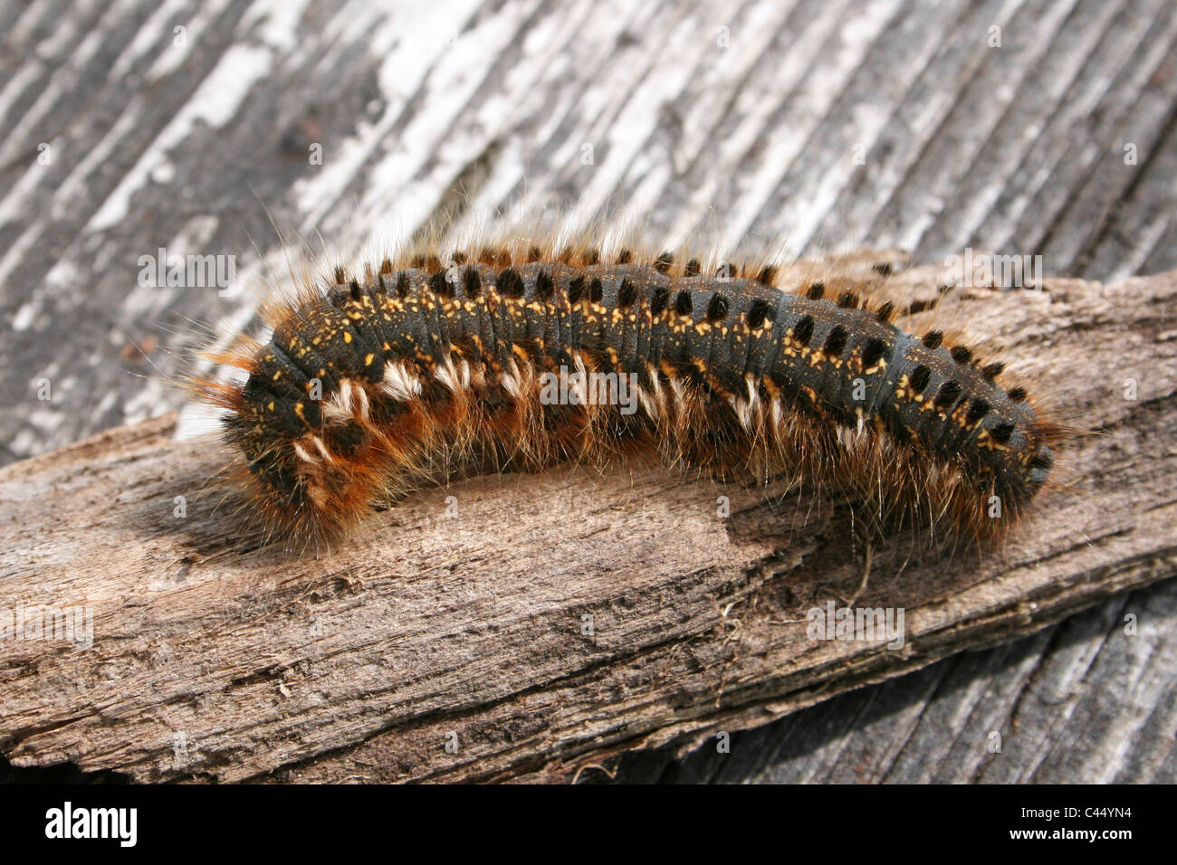 Bevitore Moth Caterpillar Philudoria (Euthrix potatoria) Foto Stock