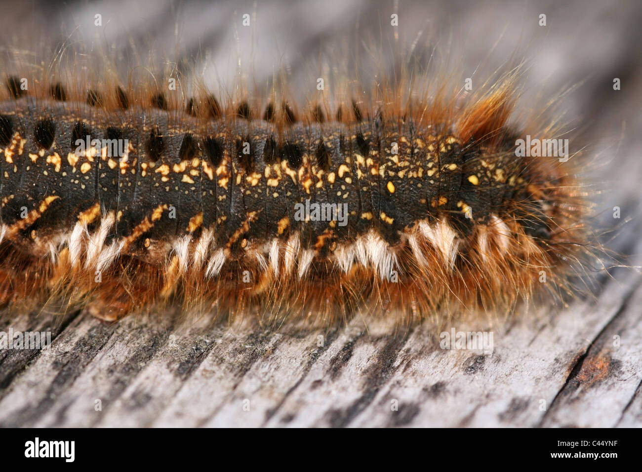 Bevitore Moth Caterpillar Philudoria () Euthrix potatoria Macro Close-up di peli Foto Stock