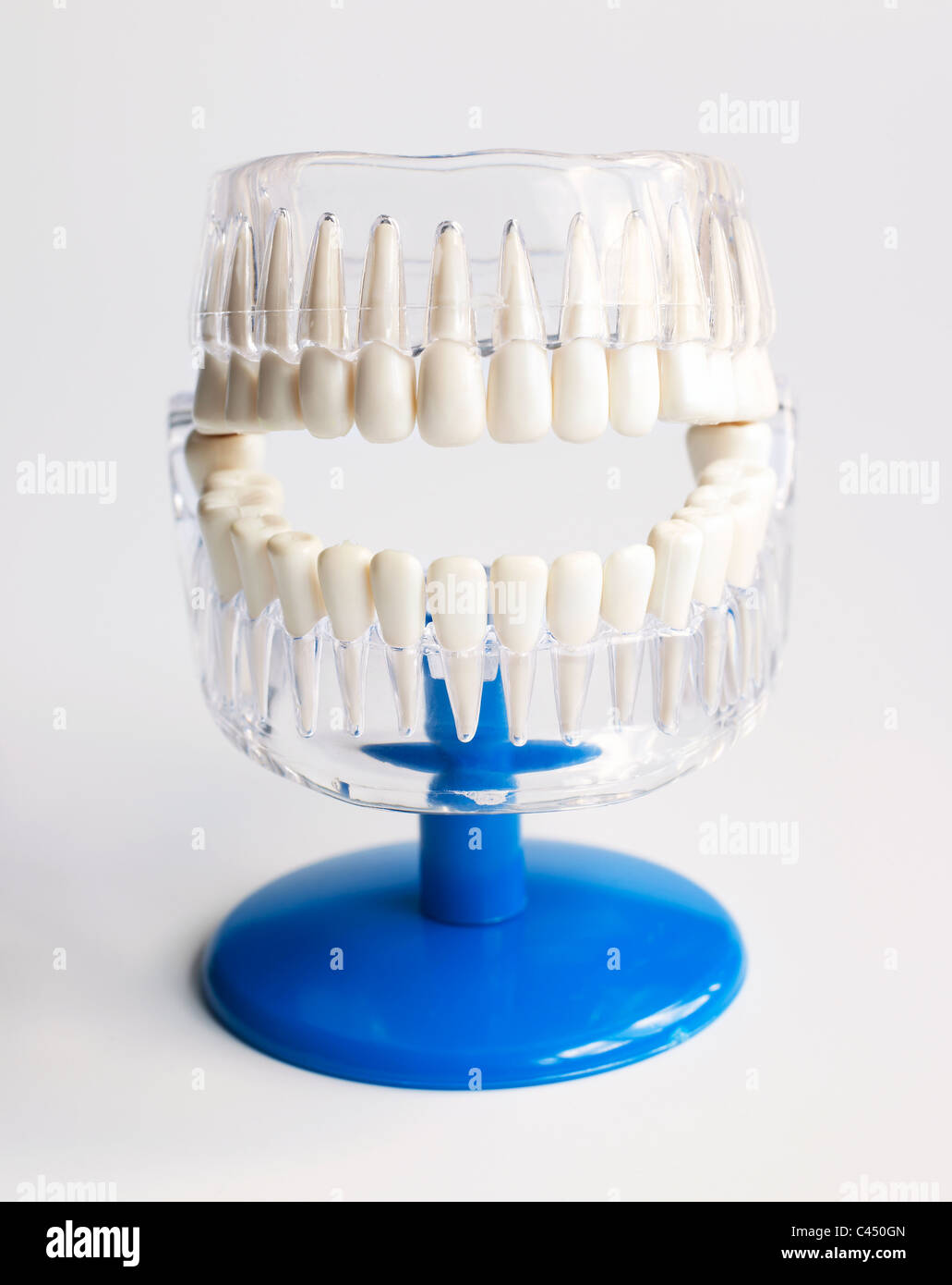 Modello di plastica di denti, close-up Foto Stock