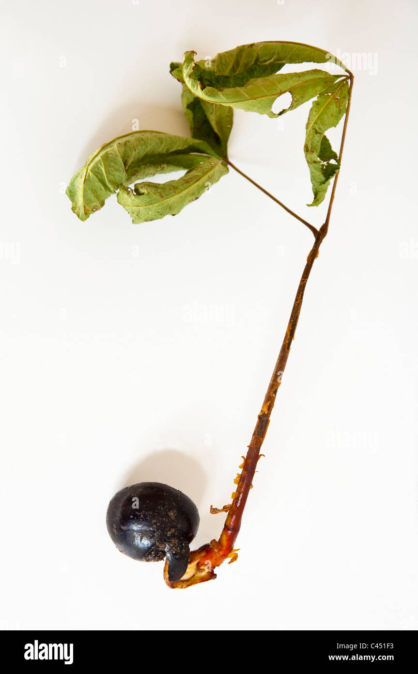 Un dado di ippocastano che ha germogliato e sviluppata in una piantina - Aesculus hippocastanum. Vedere anche l'immagine rif.: C451GA. Foto Stock
