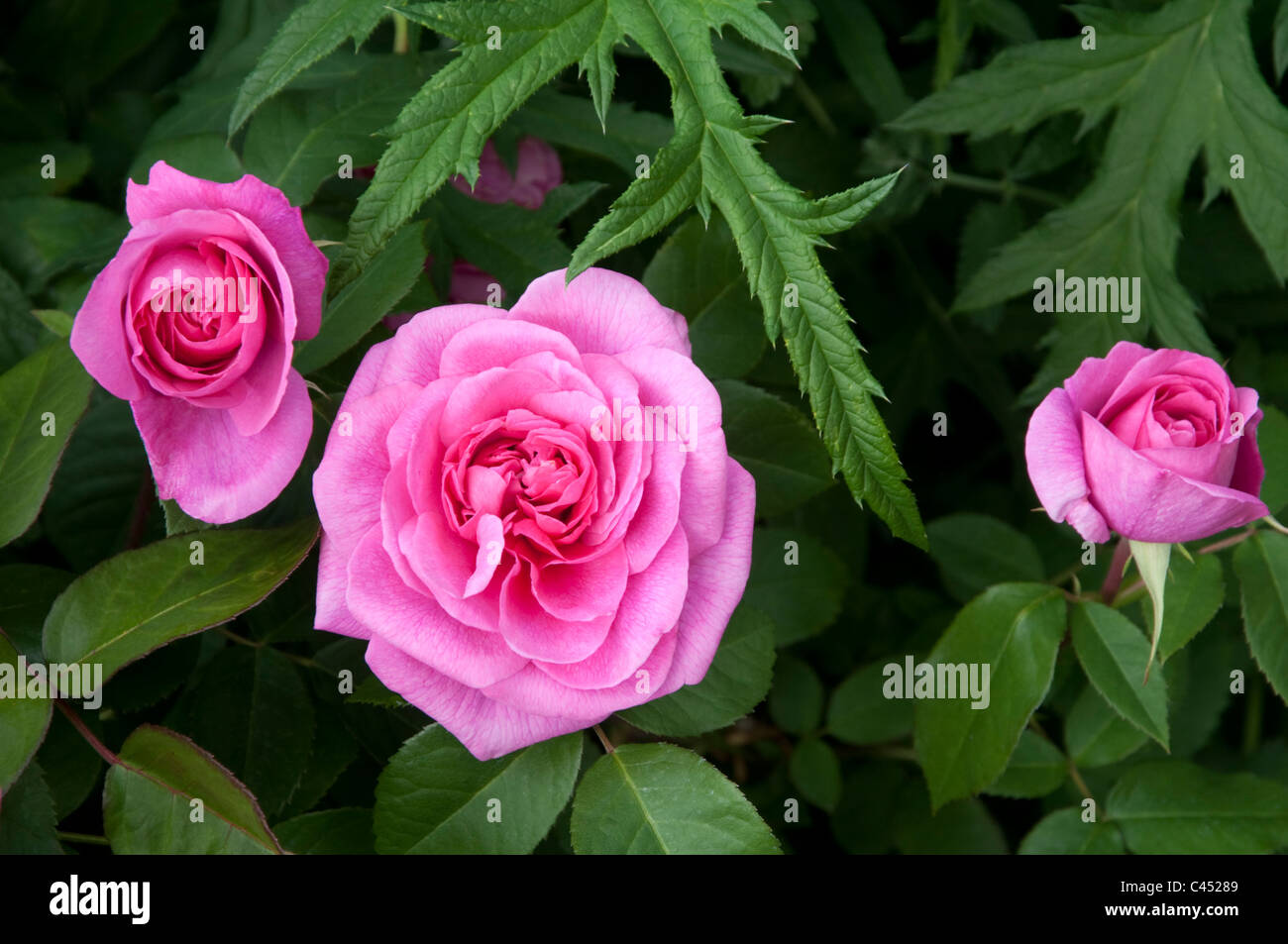 Tre luminose mid-rosa rose arbusto che cresce in un paese di lingua inglese il giardino. Il Regno Unito ( Rosa Comte de Chambord / syn. Rosa Madame Knorr ) Foto Stock