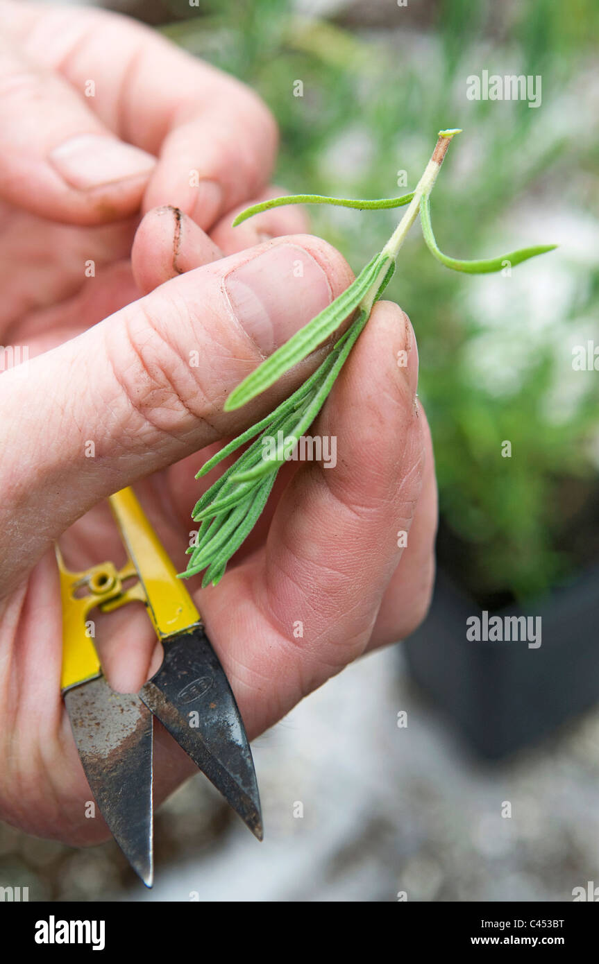 Persona in possesso di erbe e di taglio secateurs, close-up Foto Stock