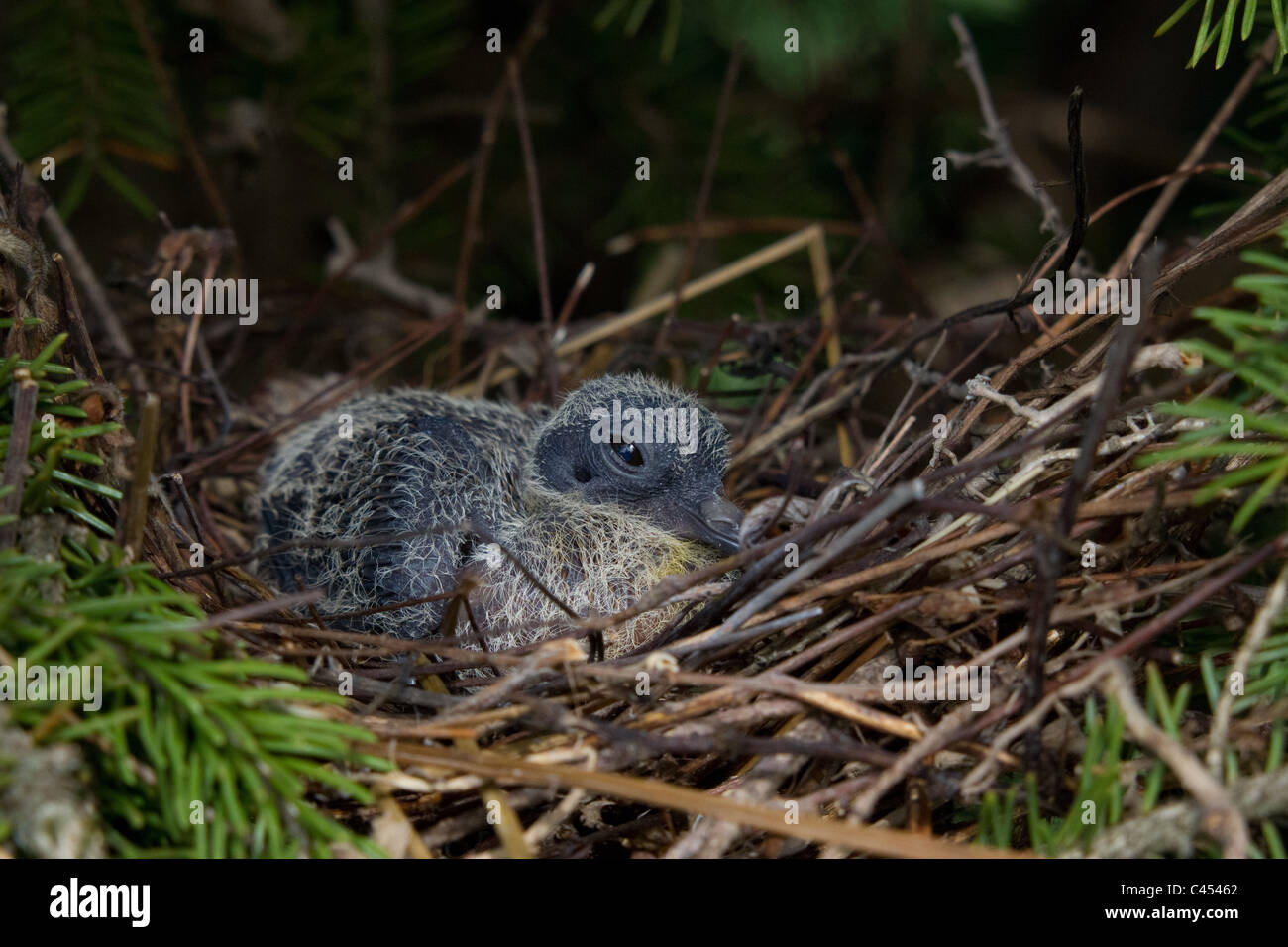 Colomba di dolore Foto Stock