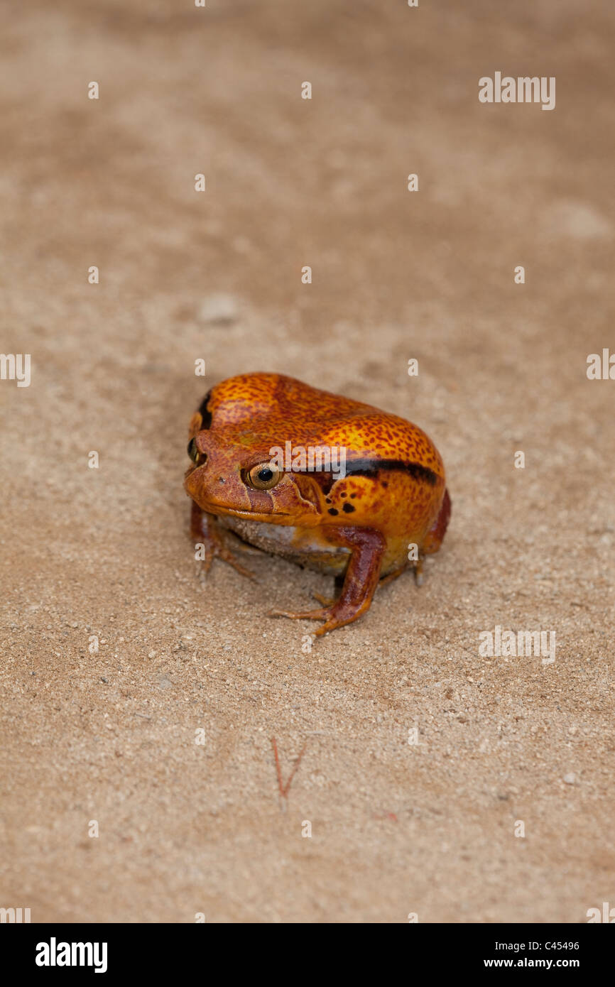 Rana Pomodorro (Dyscophus antongilii). A nord est del Madagascar. Parzialmente gonfiato il corpo. Foto Stock