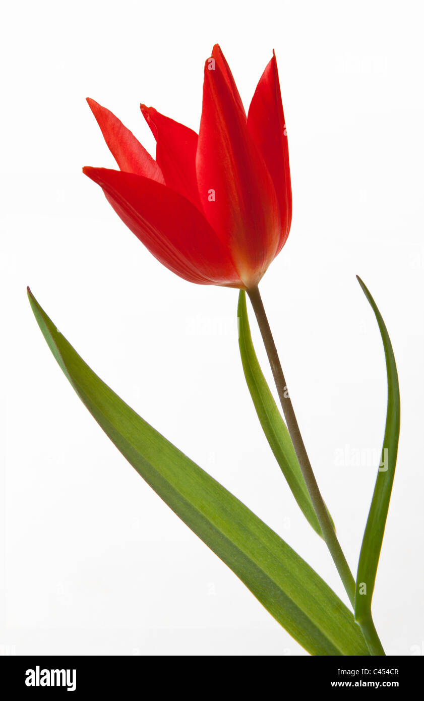 CLOSE UP RED TULIP con foglie verdi contro sfondo semplice. Foto Stock