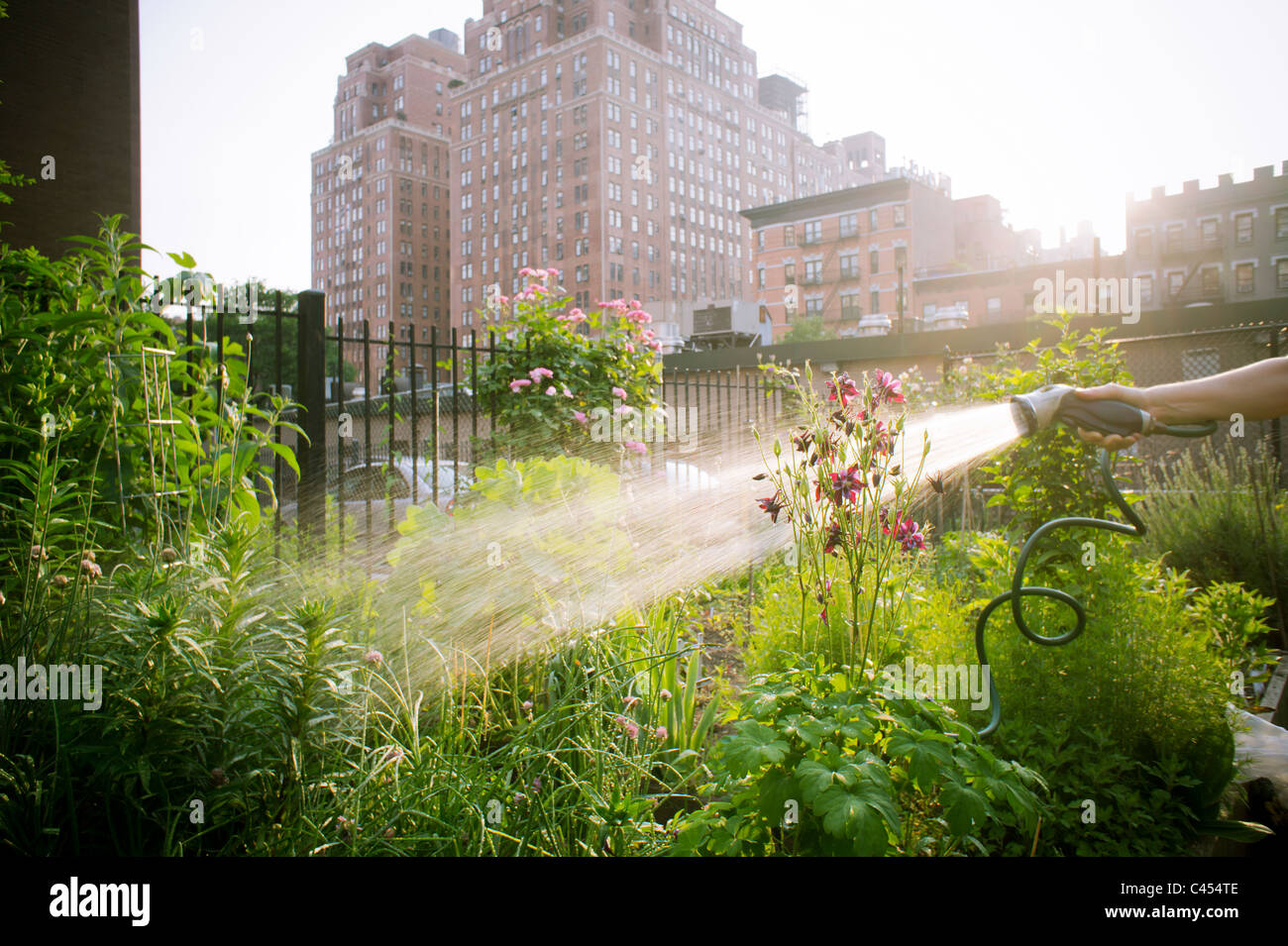 Una donna acque la sua patch in un orto comunitario in New York quartiere di Chelsea Foto Stock