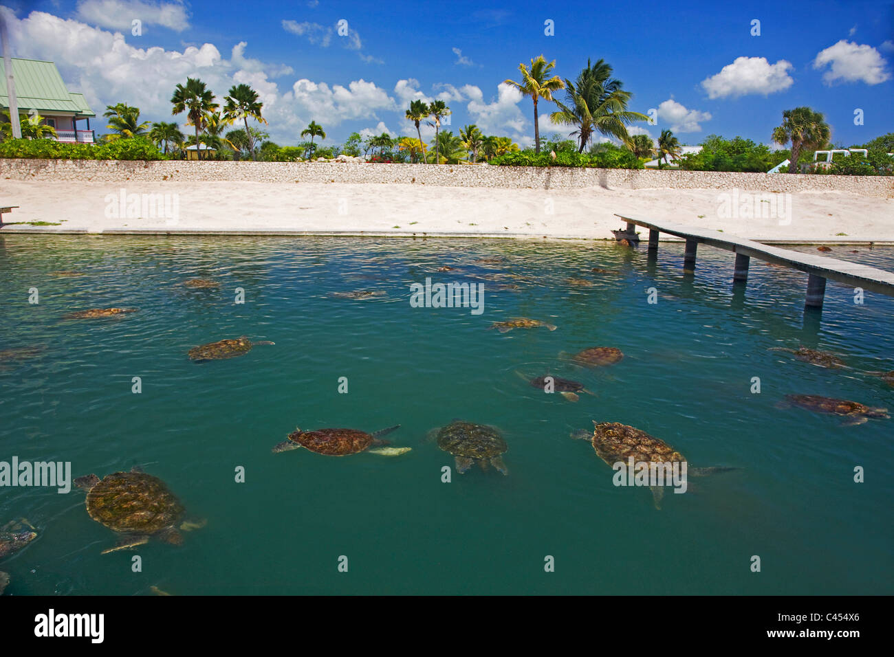 Boatswain spiaggia di Grand Cayman, Isole Cayman, tartarughe nel laghetto di allevamento Foto Stock