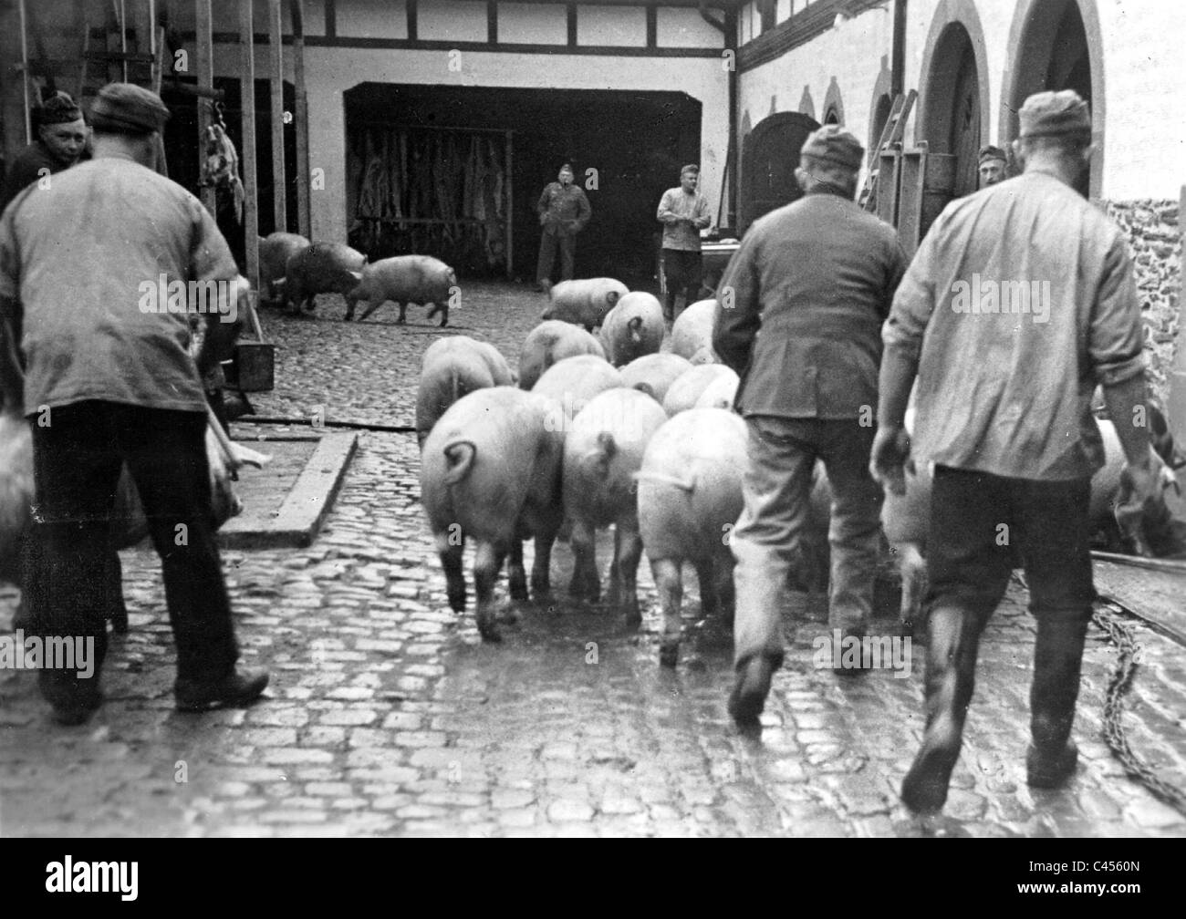 I soldati tedeschi pastore suini da macello Foto Stock