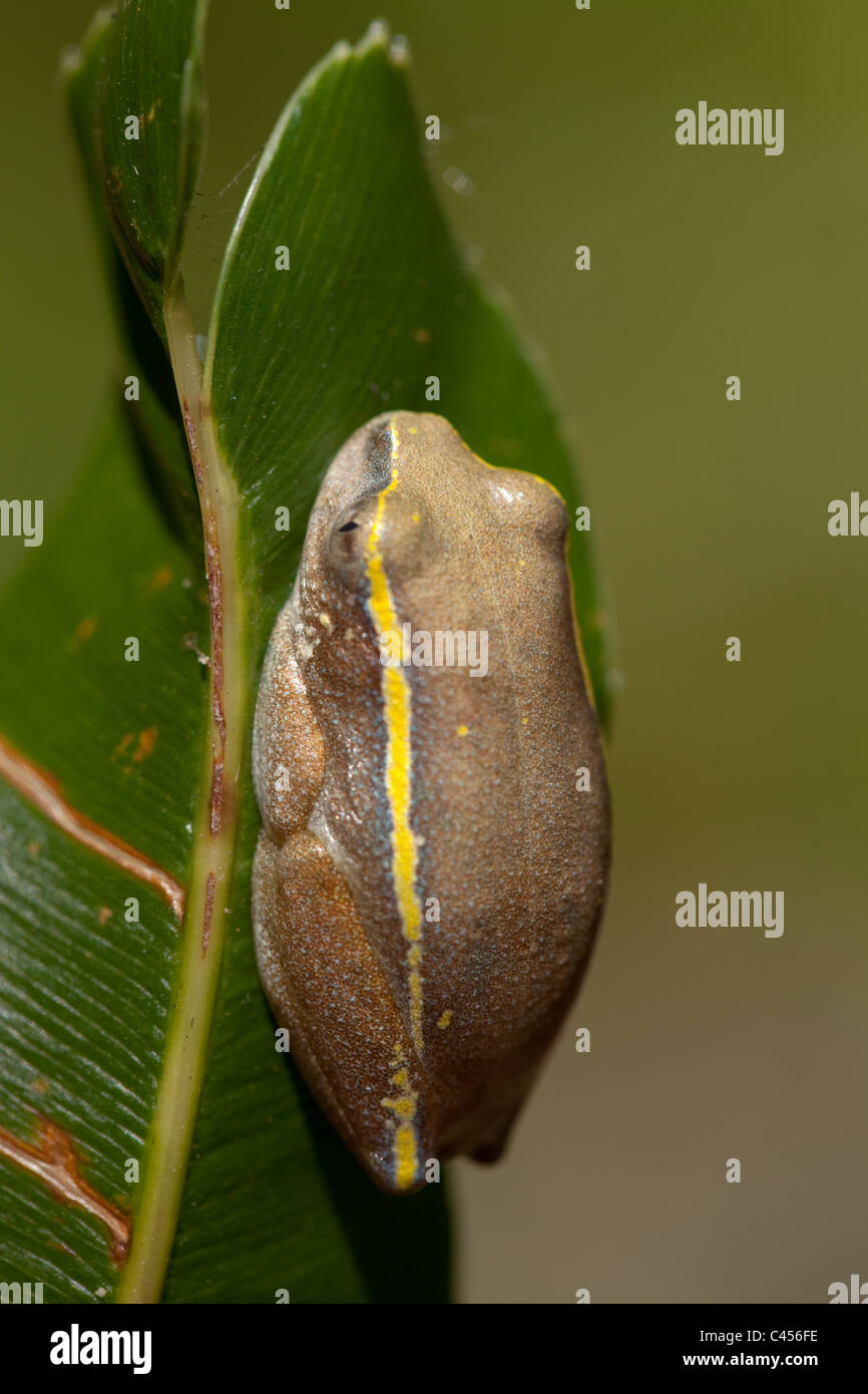 Betsileo Reed (Rana Heterixalus betsileo). Trovate nei dintorni di paludi e risaie degli altopiani centrali. Madagascar. Foto Stock