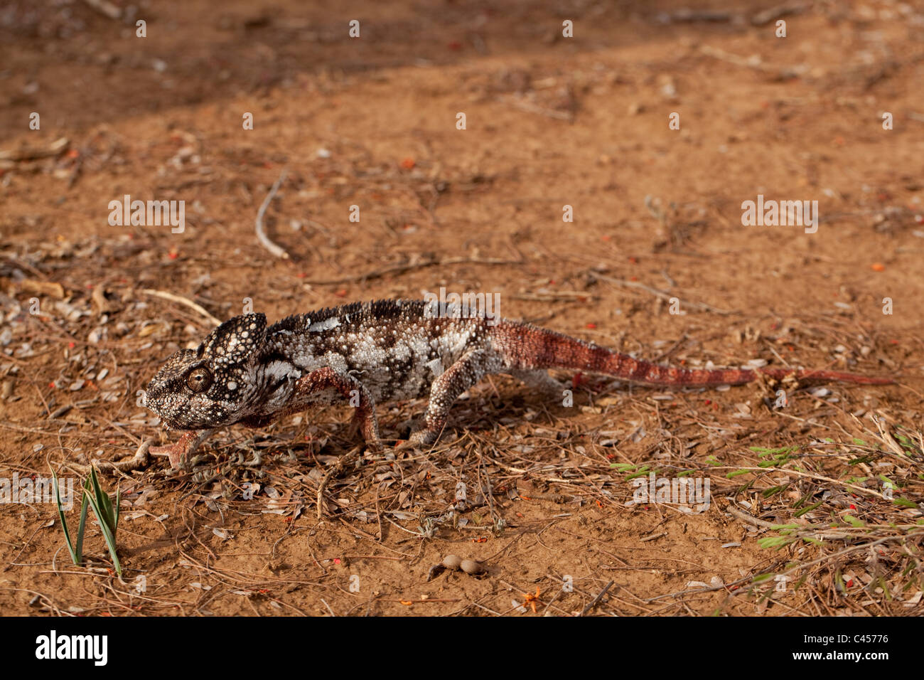 Oustalet's Chameleon (Furcifer oustaleti). Più grande del Madagascar il camaleonte delle specie che si trovano nell'essiccatore a sud-ovest. Camminando sulla terra. Foto Stock