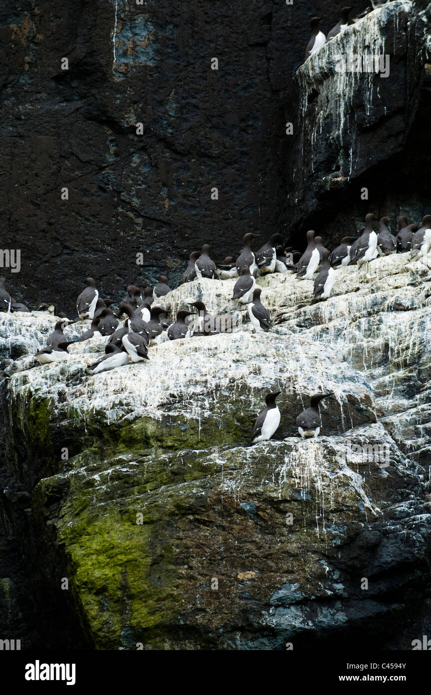 Guillemots, Uria aalge, nesting su Ramsey Island, Nord Pembrokeshire, Galles Foto Stock