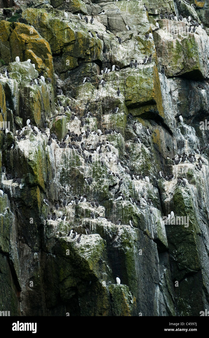 Guillemots, Uria aalge, nesting su Ramsey Island, Nord Pembrokeshire, Galles Foto Stock