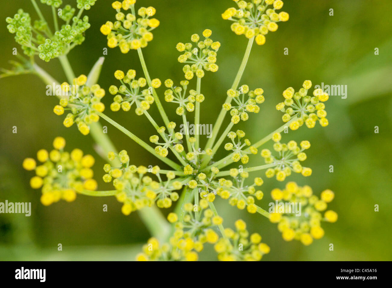 Close-up di finocchio Foto Stock