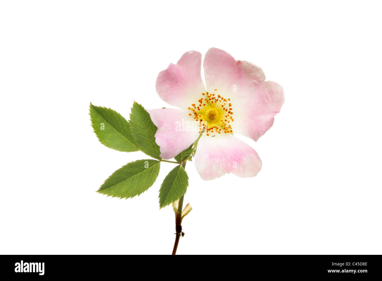 Primo piano di una rosa canina fiore e foglie isolata contro bianco Foto Stock