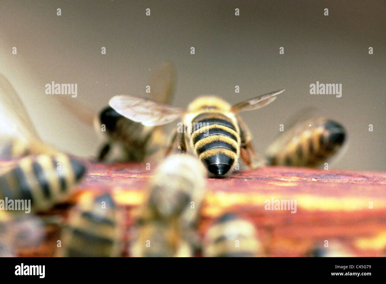 Questa immagine è stata scattata in estate quando le api di ali erano mangiati dai parassiti. Foto Stock