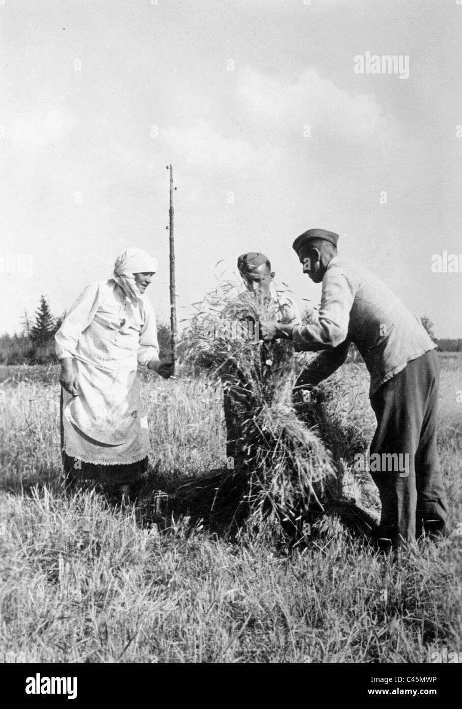 Soldato tedesco con un contadino donna su un campo di mais dietro il fronte orientale, 1942 Foto Stock