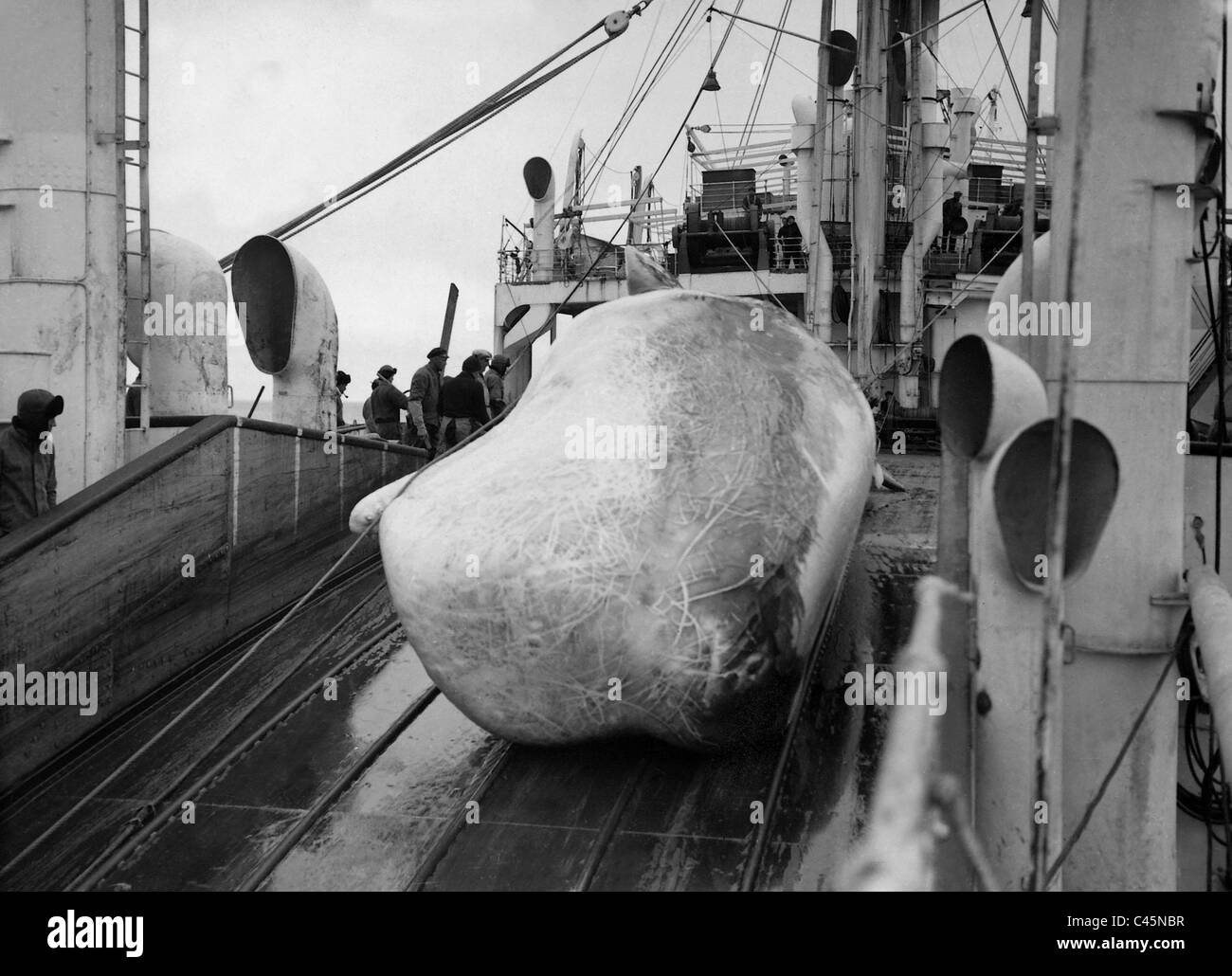 La balena su una nave baleniera, 1938 Foto Stock