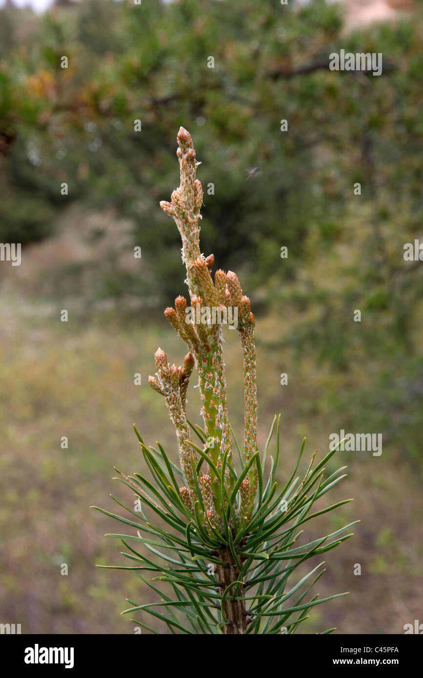Terminale di sviluppo di germogli e rami di pino Jack Pinus banksiana Northern Michigan STATI UNITI Foto Stock