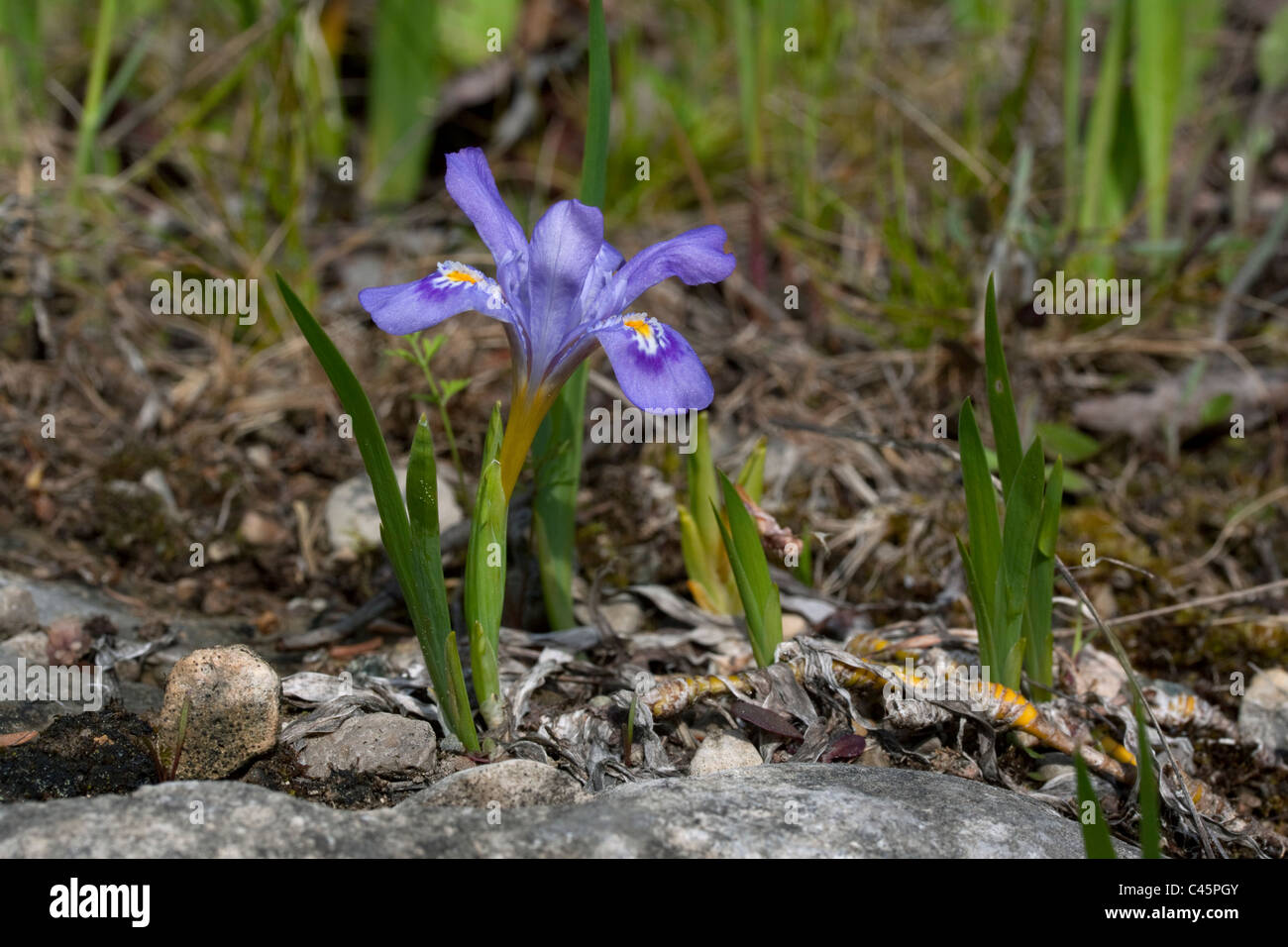 Lago nano Iris lacustris Lago settentrionale Huron Shoreline USA, di Carol Dembinsky Foto Stock