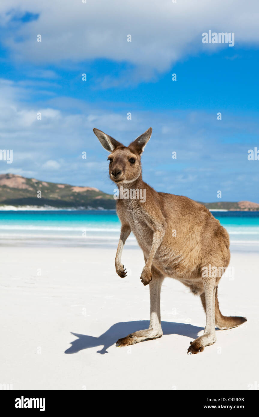 Kangaroo sulla spiaggia a Lucky Bay. Cape Le Grand National Park, Esperance, Australia occidentale, Australia Foto Stock