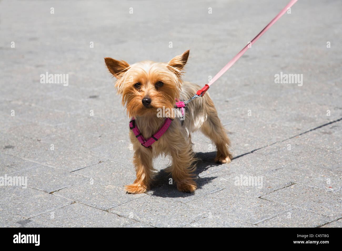 Piccolo terrier di piombo Foto Stock