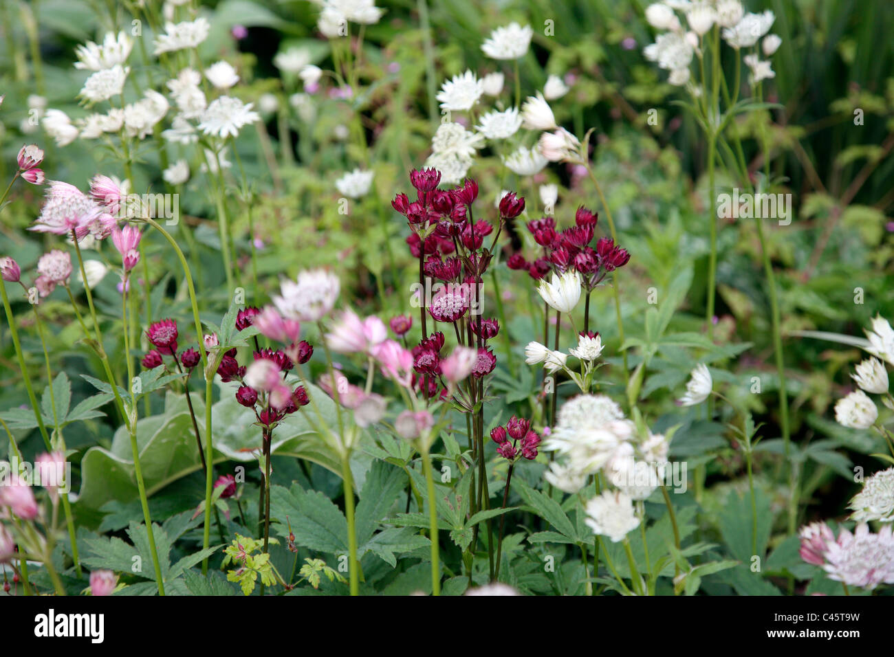 Astrantia major miscelati Foto Stock