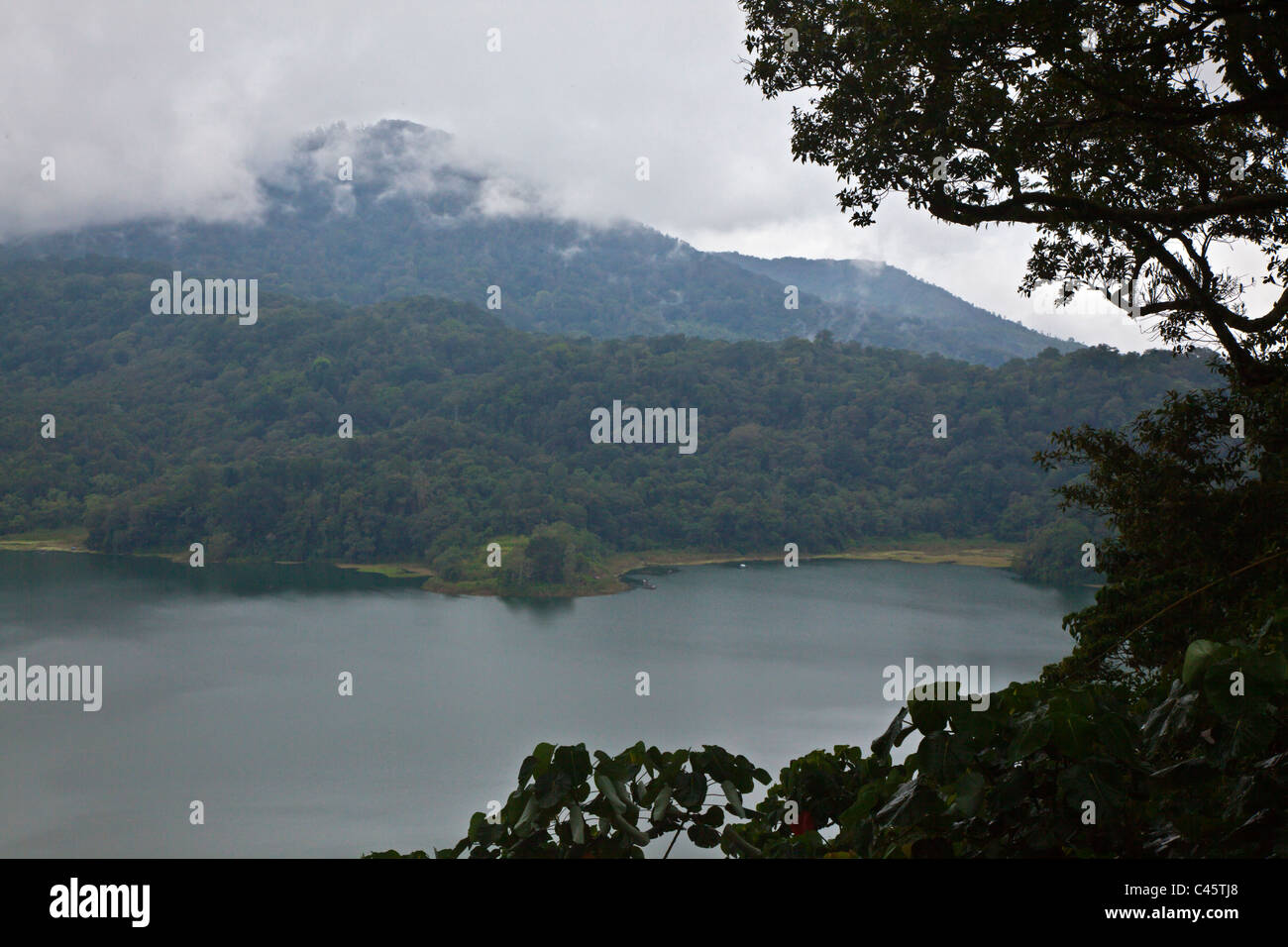 Fiorisce nella foresta pluviale sulle rive del DANAU BUYAN LAGO DEL DANAU BRATAN AREA - Bali, Indonesia Foto Stock