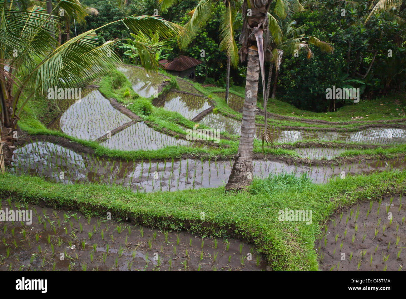 Terrazze di riso e gli alberi di cocco sono le principali colture dell'isola - Bali, Indonesia Foto Stock