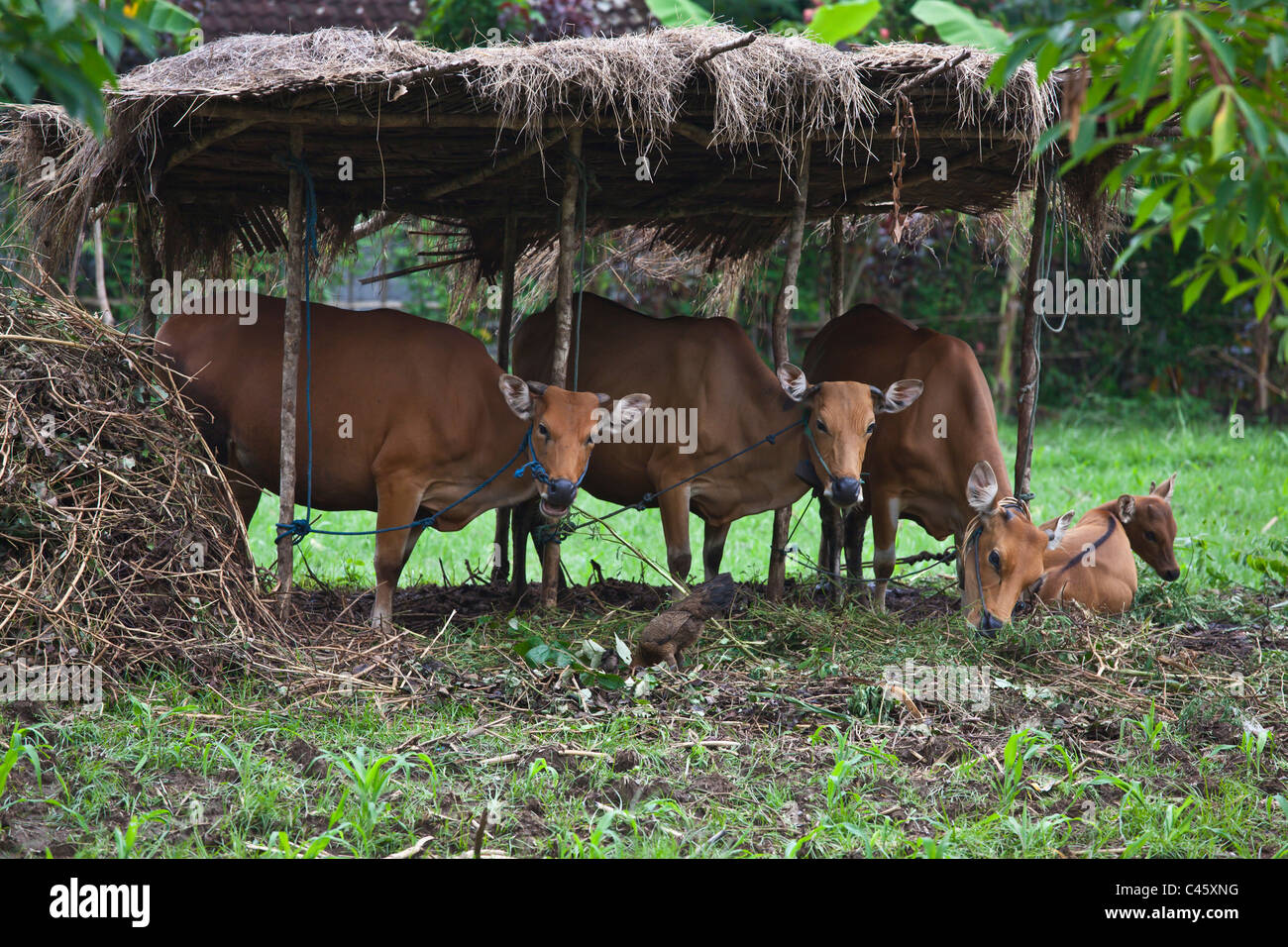 Vacche da latte in una agricoltura valle vicino a PEMUTERAN - Bali, Indonesia Foto Stock