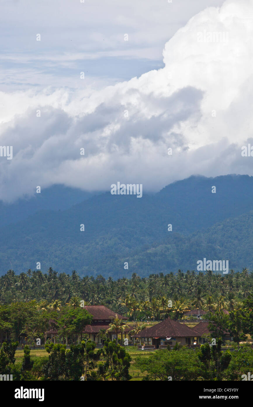 Gli alberi di cocco sono colture principali sul lato ovest dell'isola - Bali, Indonesia Foto Stock