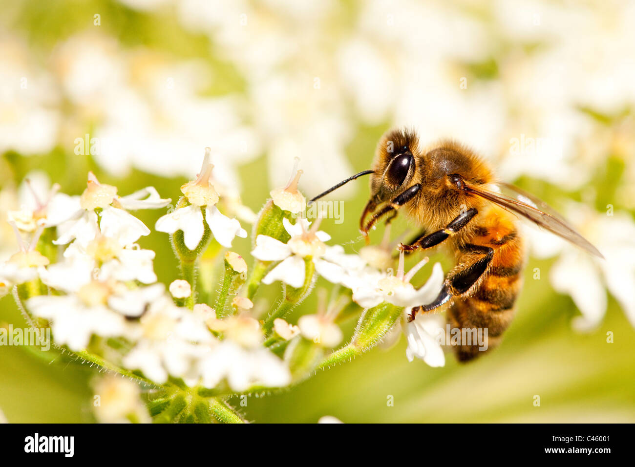 European miele delle api (Apis mellifera) Foto Stock