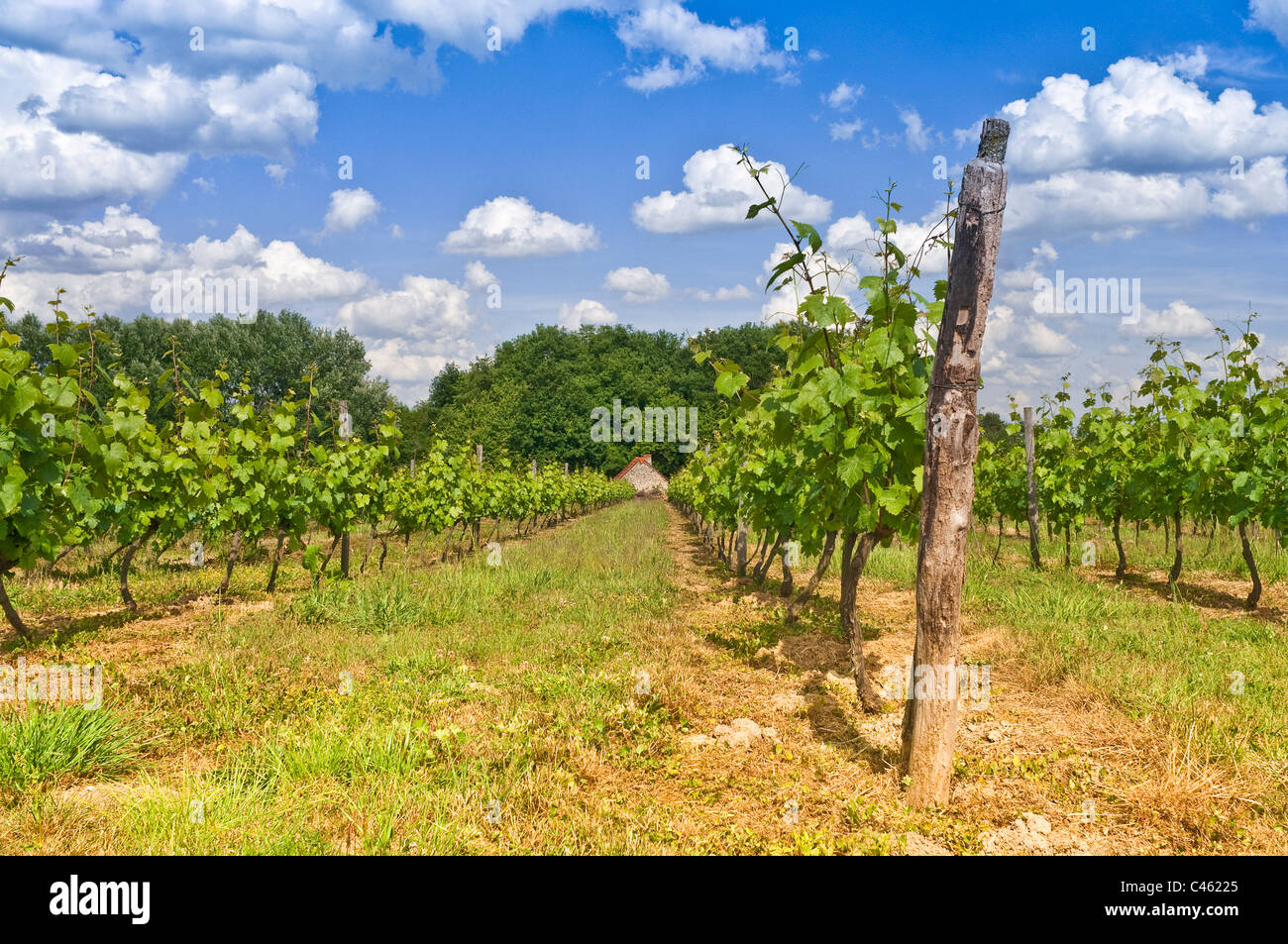 Fogliare precoce sulla crescita di vigneti - Indre-et-Loire, Francia. Foto Stock