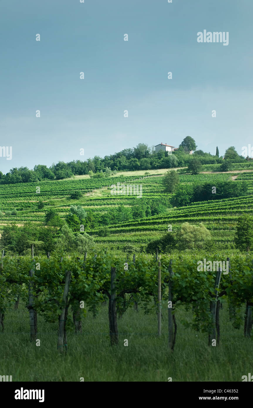 Collio sloveno paesaggio delle colline Foto Stock