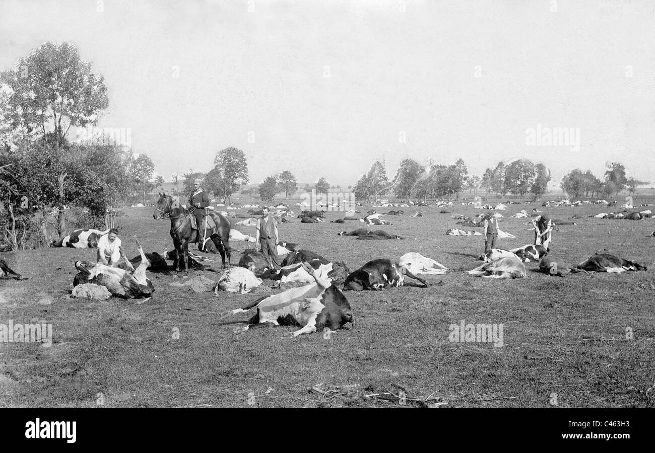 Vacche morto dopo il ritiro russo, 1915 Foto Stock